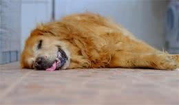 狗狗一天睡10多小时，是不是生病了？为什么狗一天睡这么多用加拿大在线28预测仪器能测出吗？